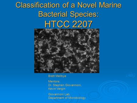 Classification of a Novel Marine Bacterial Species: HTCC 2207