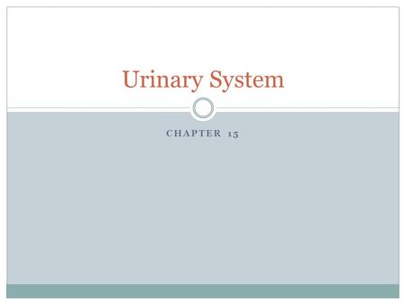 CHAPTER 15 Urinary System. Kidney Functional Units No direct exchange – substances diffuse through interstitial fluid Renal artery/vein: kidney blood.