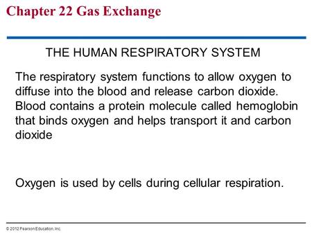 Chapter 22 Gas Exchange THE HUMAN RESPIRATORY SYSTEM The respiratory system functions to allow oxygen to diffuse into the blood and release carbon dioxide.