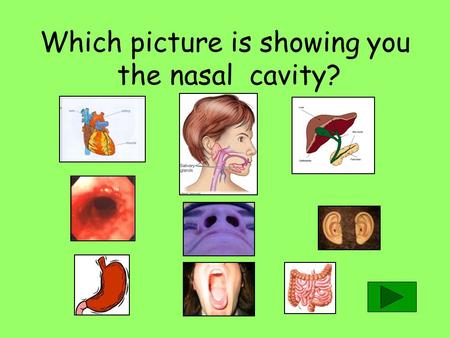 Which picture is showing you the nasal cavity? The....................are the tubes that carry the blood. BLOOD VESSELS TRACHEAS.