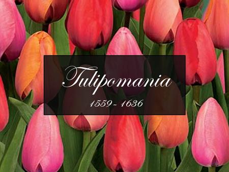 Tulipomania 1559 – 1636. Constantinople X X o 1559: tulip bulbs sent to Counsellor Herwart in Augsburg o became popular with the wealthy in Germany.