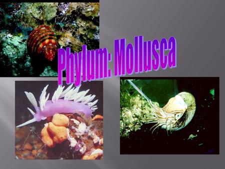  50,000 or more species of molluscs.  They share 3 major sets of characteristics:  Body enclosed by a blanket-like mantle that secretes a shell made.