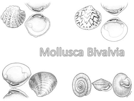 Class Bivalvia Formerly known as Pelecypoda There are more than 15 thousand species of: – Mussels – Oysters – Scallops – Clams – Numerous other families.