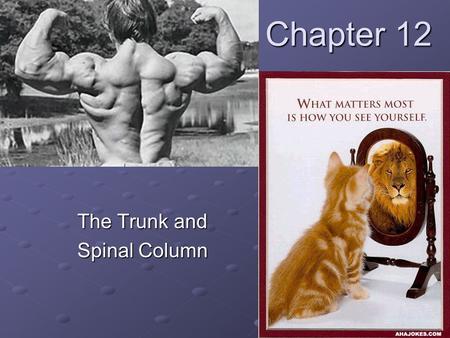 The Trunk and Spinal Column