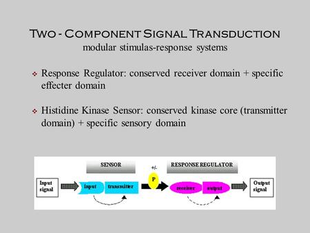 Two - Component Signal Transduction modular stimulas-response systems  Response Regulator: conserved receiver domain + specific effecter domain  Histidine.