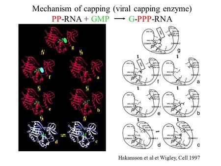 Mechanism of capping (viral capping enzyme)