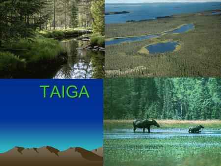 TAIGA. About Taiga’s climates For most of the year the is dark cold and covered in snow and ice. During the short periods of warmth in the spring and.