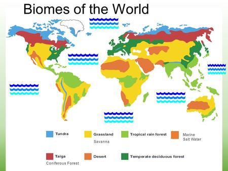 Biomes of the World Marine Salt Water Coniferous Forest Savanna.