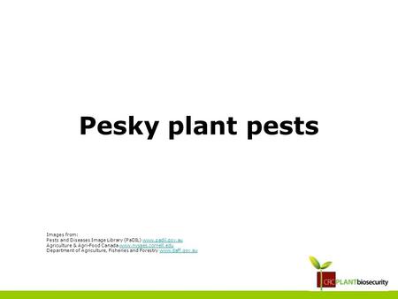 Pesky plant pests Images from: