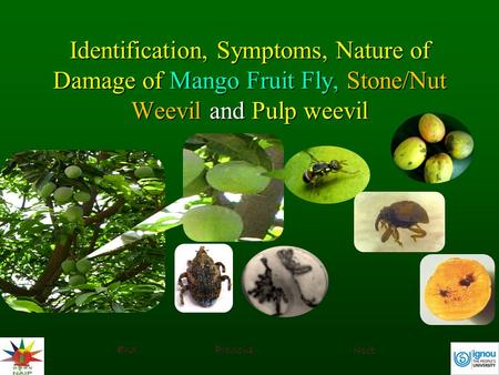 Identification, Symptoms, Nature of Damage of Mango Fruit Fly, Stone/Nut Weevil and Pulp weevil End Previous Next.