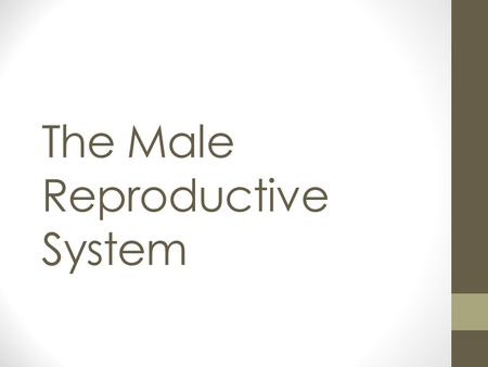 The Male Reproductive System