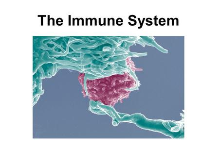 The Immune System. The Immune System in Action When a mosquito bites When you breathe When you have allergies When you get a blood transfusion When you.