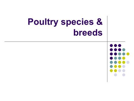 Poultry species & breeds White Leghorns White Leghorns White Lay white eggs Most popular layers.