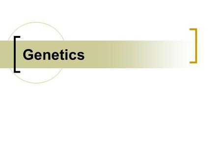 Genetics. Gregor Mendel: Father of Genetics Genetics: study of heredity Heredity: passing traits from parent to offspring Used peas to study heredity.