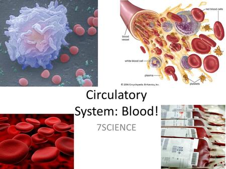 Circulatory System: Blood!