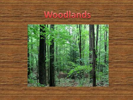 Our habitat is the woodlands. Coniferous forests have evergreen trees. Conifers keep their needle like leaves all year. The seeds fall out in warm weather.