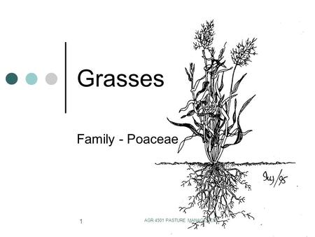 AGR 4501 PASTURE MANAGEMENT 1 Grasses Family - Poaceae.