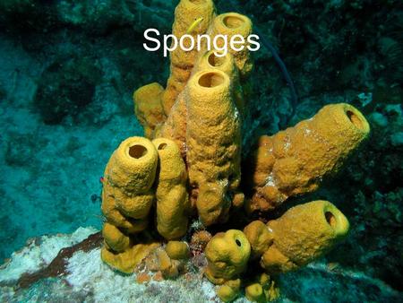 Sponges. Phylum Porifera – “pore-bearers” (although now sponges are in multiple phyla) Sponges Tiny openings, pores, all over the body Cambrian Period.