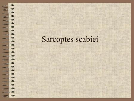 Sarcoptes scabiei.