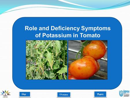 Role and Deficiency Symptoms of Potassium in Tomato.