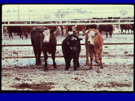 Feeder Cattle Value Determining Factors