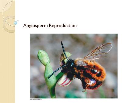 Angiosperm Reproduction. What you need to know: The process of double fertilization, a unique feature of angiosperms. The relationship between seed and.