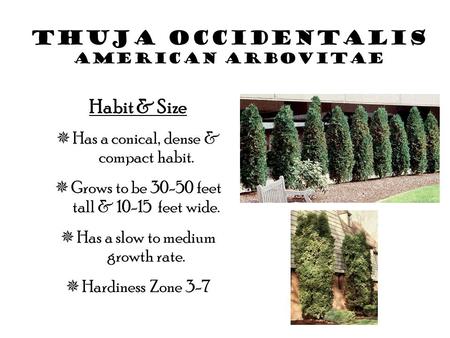 Thuja Occidentalis American arbovitae Habit & Size  Has a conical, dense & compact habit.  Grows to be 30-50 feet tall & 10-15 feet wide.  Has a slow.