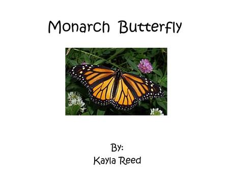 Monarch Butterfly By: Kayla Reed. Characteristics The Monarch Butterfly is an insect. And it is cold blooded. They also have orange and black wings. And.