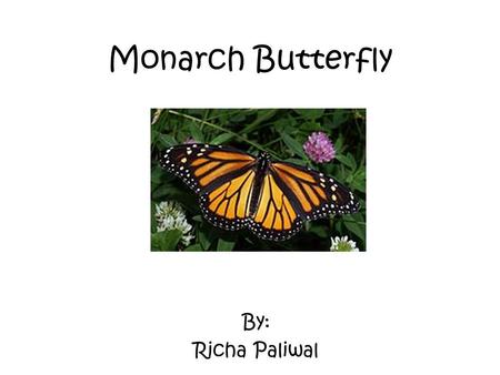 Monarch Butterfly By: Richa Paliwal.