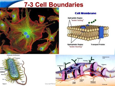 End Show Slide 1 of 47 Copyright Pearson Prentice Hall 7-3 Cell Boundaries.