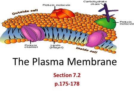 The Plasma Membrane Section 7.2 p.175-178.