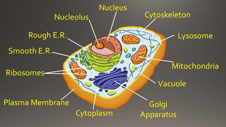 Cytoplasm Cytoskeleton Nucleus Nucleolus Ribosomes Rough E.R. Smooth E.R. Plasma Membrane Golgi Apparatus Mitochondria Vacuole Lysosome.