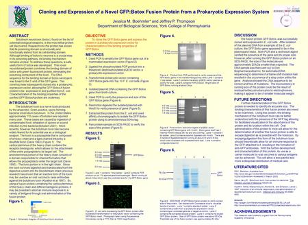 Jessica M. Boehmler* and Jeffrey P. Thompson Department of Biological Sciences, York College of Pennsylvania ABSTRACT Botulinum neurotoxin (botox), found.