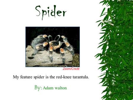 By: Adam walton My feature spider is the red-knee tarantula. Spider.