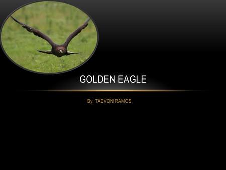 By: TAEVON RAMOS GOLDEN EAGLE. SCIENTIFIC NAME FOR GOLDEN EAGLE The scientific name for the Golden Eagle is the Aquila Chrysaetos. The common name for.