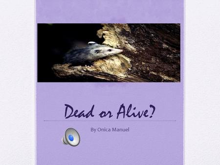 Dead or Alive? By Onica Manuel An Opossums Wildlife. Sometimes an opossum meets a predator. It shows its 50 teeth to scare the predator away. An opossums.