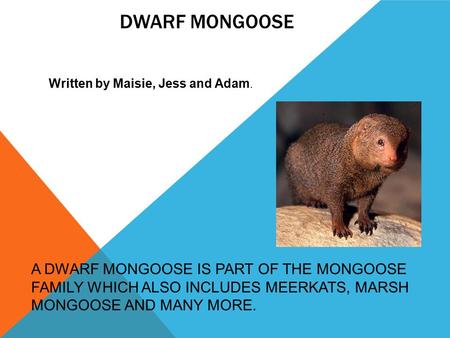 Dwarf mongoose Written by Maisie, Jess and Adam.