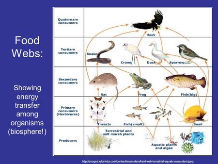 Showing energy transfer among organisms (biosphere!)