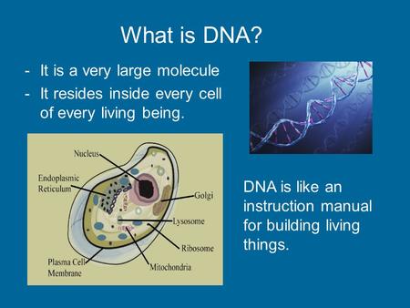 What is DNA? -It is a very large molecule -It resides inside every cell of every living being. DNA is like an instruction manual for building living things.