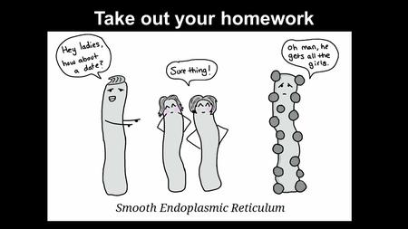 Take out your homework. Endosymbiont Theory Mitochondria and chloroplasts were once free- living bacteria and were taken inside another cell (not the.