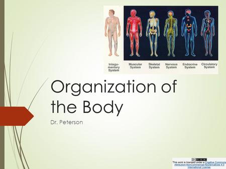 Organization of the Body Dr. Peterson. Introduction DD.