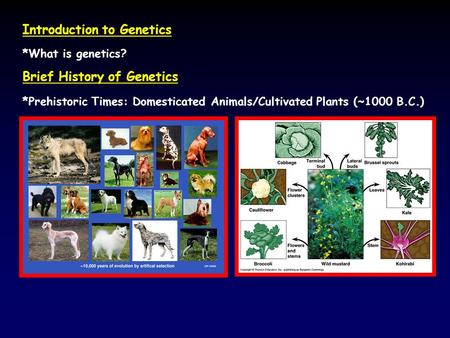 Introduction to Genetics