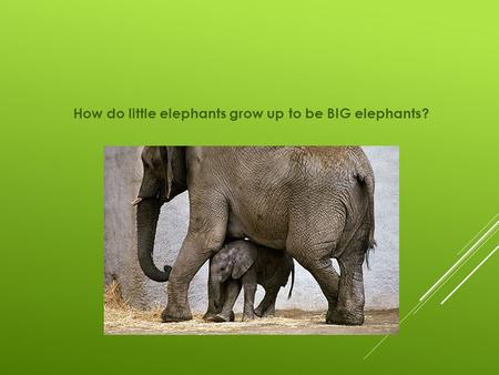 How do little elephants grow up to be BIG elephants?