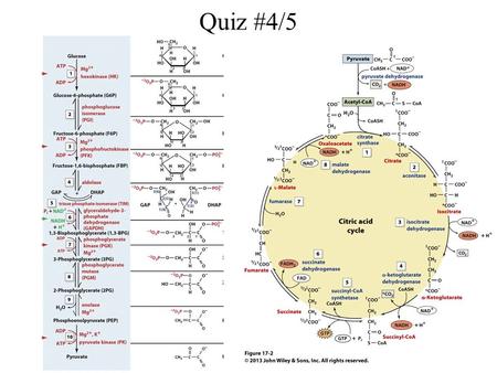 Quiz #4/5. #4: Glycolysis (Tuesday, Feb 20 th ) #5: TCA cycle (Monday, Mar 5 th ) Pathways are in the books Quiz will have the entire pathway: –All cofactors.