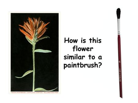 How is this flower similar to a paintbrush?. Read the book, The Legend of the Indian Paintbrush by Tomie Depaola Or Watch the version by Reading Rainbow.