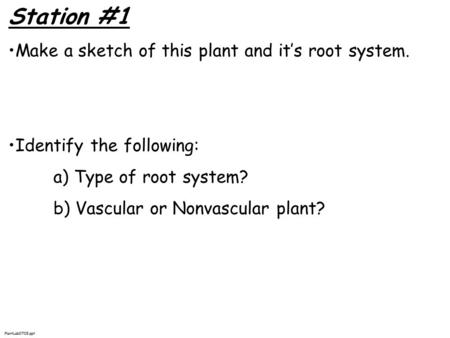 Station #1 Make a sketch of this plant and it’s root system. Identify the following: a) Type of root system? b) Vascular or Nonvascular plant? PlantLab0708.ppt.