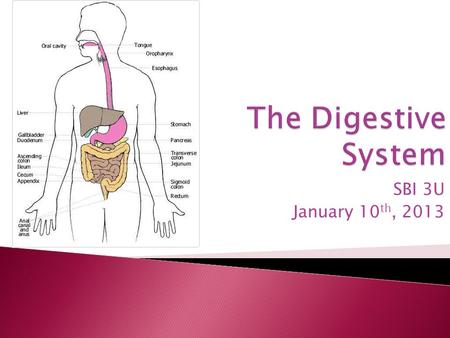 SBI 3U January 10 th, 2013.  Cells with similar functions come together to form tissues  Ex: stomach includes muscle tissue  4 types of tissue: connective.