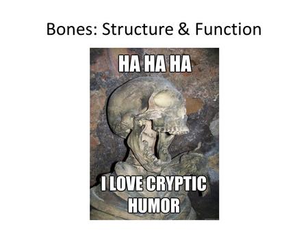 Bones: Structure & Function. Learning Objectives By the end of this class you should understand: The five functions of bones in the human body The structure.