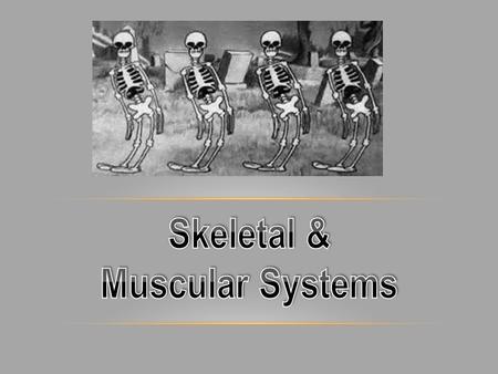 WHAT IS A BONE ? ? - Bone is a living organ made of bone cells, connective tissue, and minerals. - What make up our Bones? - Cortical (compact bone) -