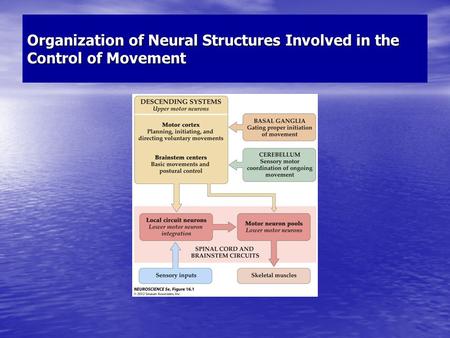 Organization of Neural Structures Involved in the Control of Movement.